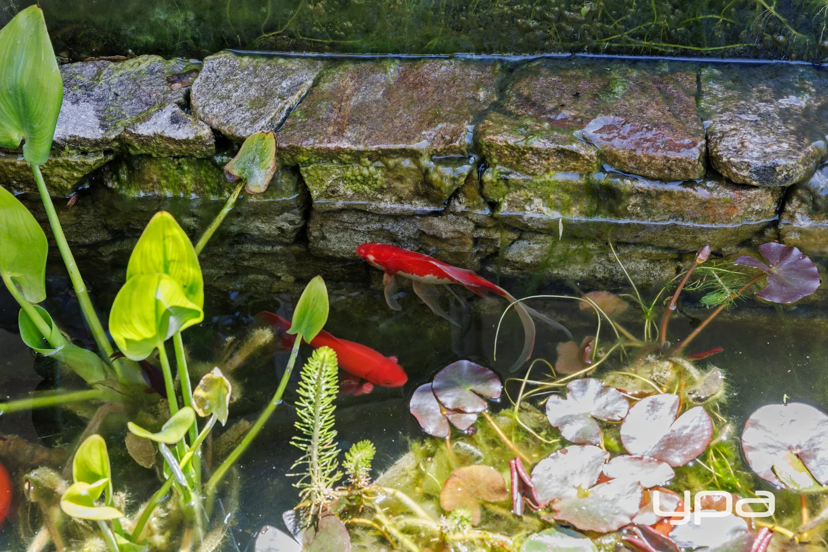 Additional image 25 of 94 Latrobe Parade, Dromana VIC 3936