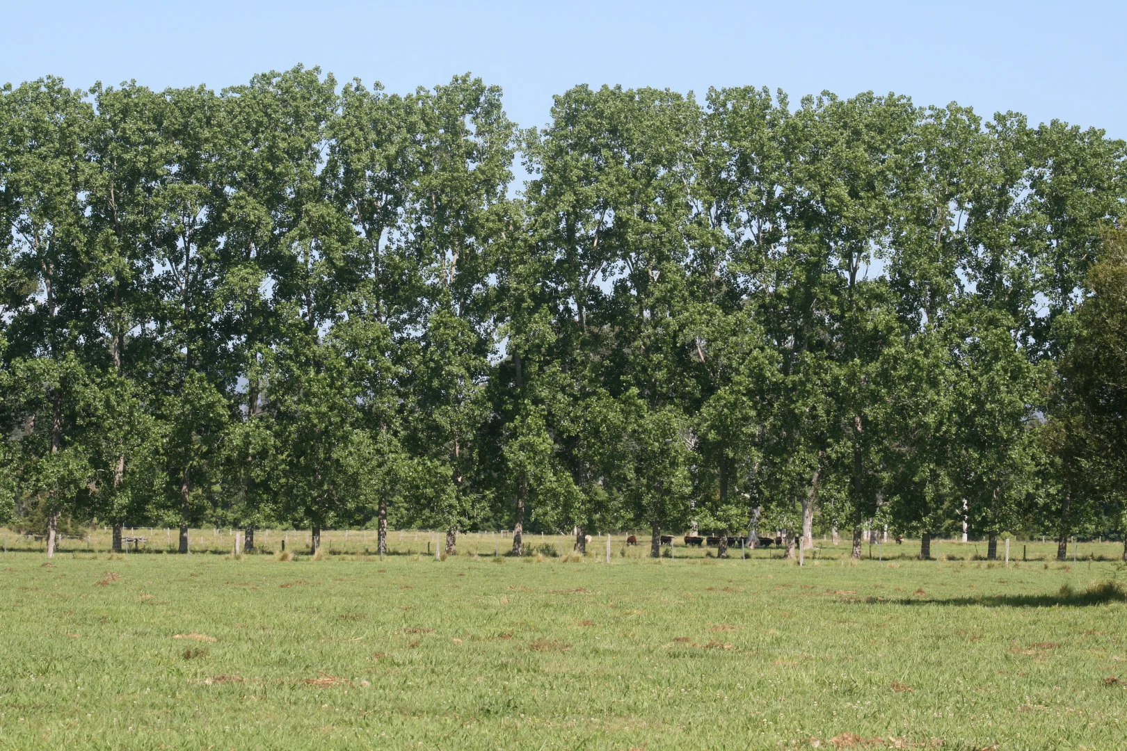 Additional image 26 of 1554 & 1598 Rollands Plains Road, Rollands Plains NSW 2441