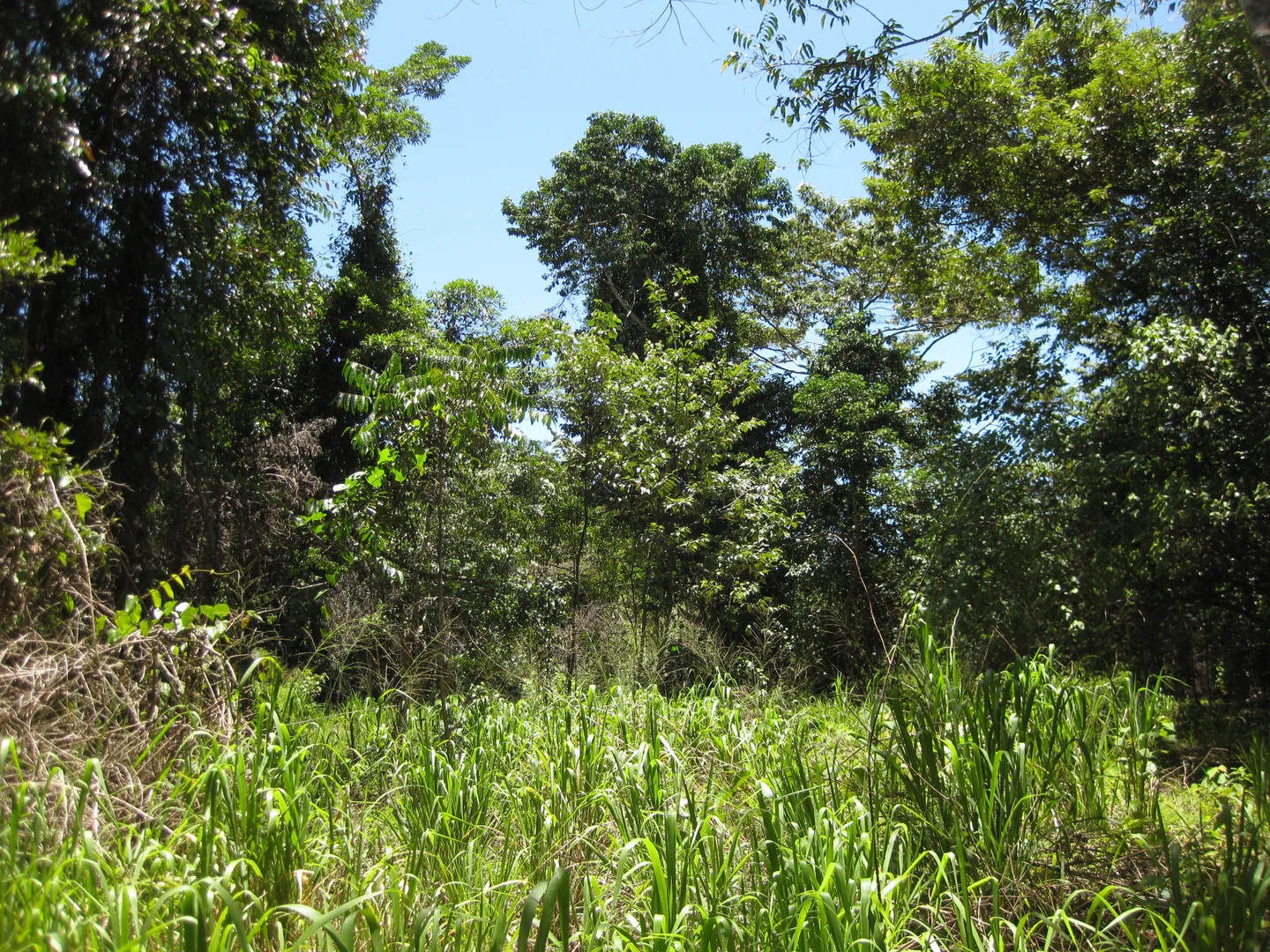 Additional image 7 of 0 Tully-Mission Beach Road, Wongaling Beach QLD 4852