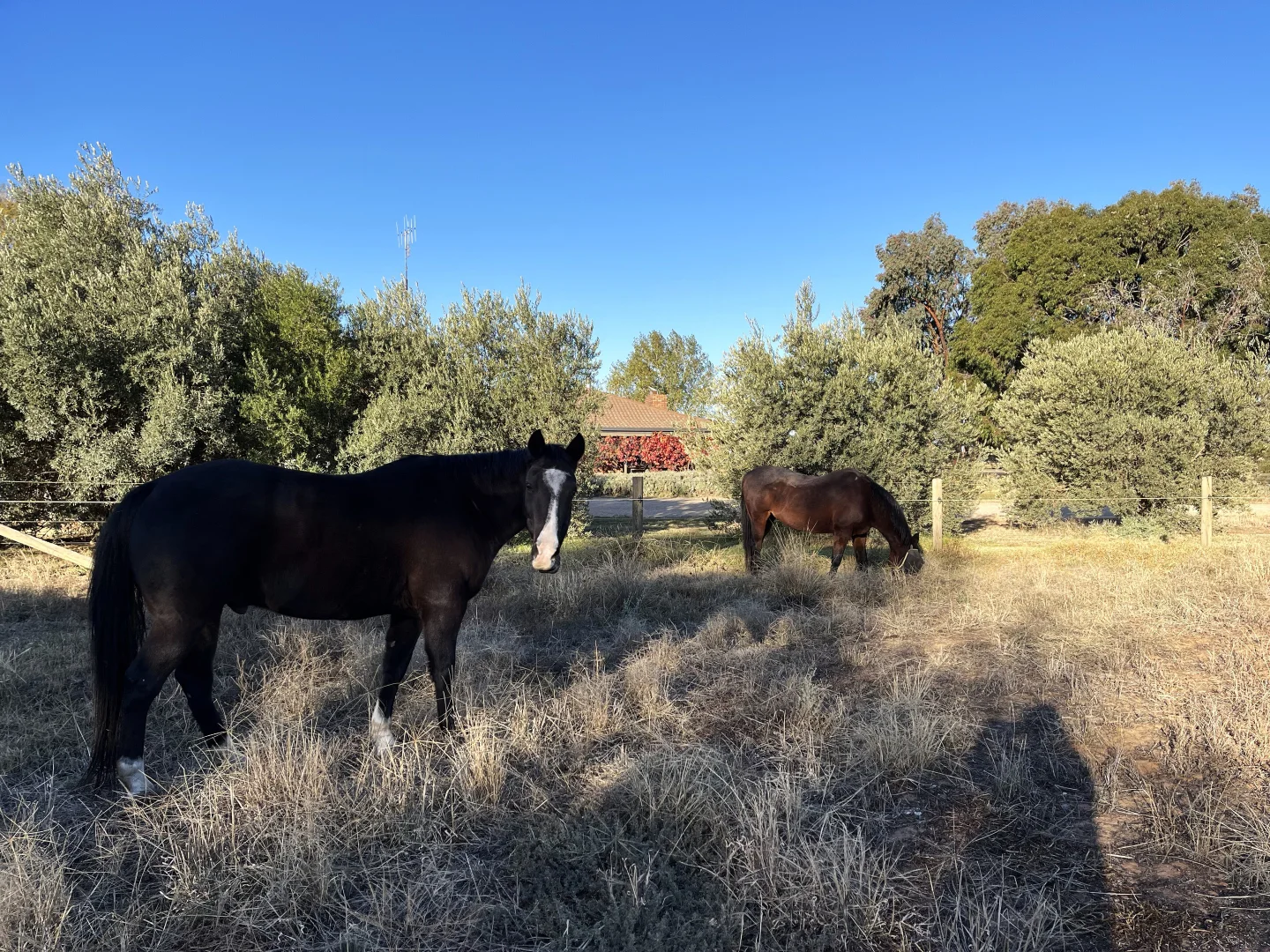 Additional image 28 of 520 Mayrung Road, Finley NSW 2713