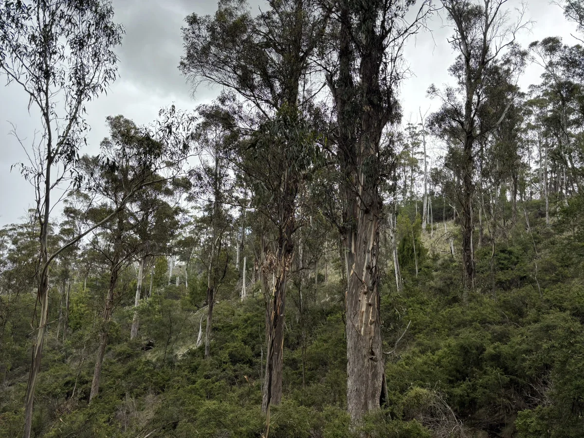 Additional image 18 of Leprena Road, Orielton TAS 7172