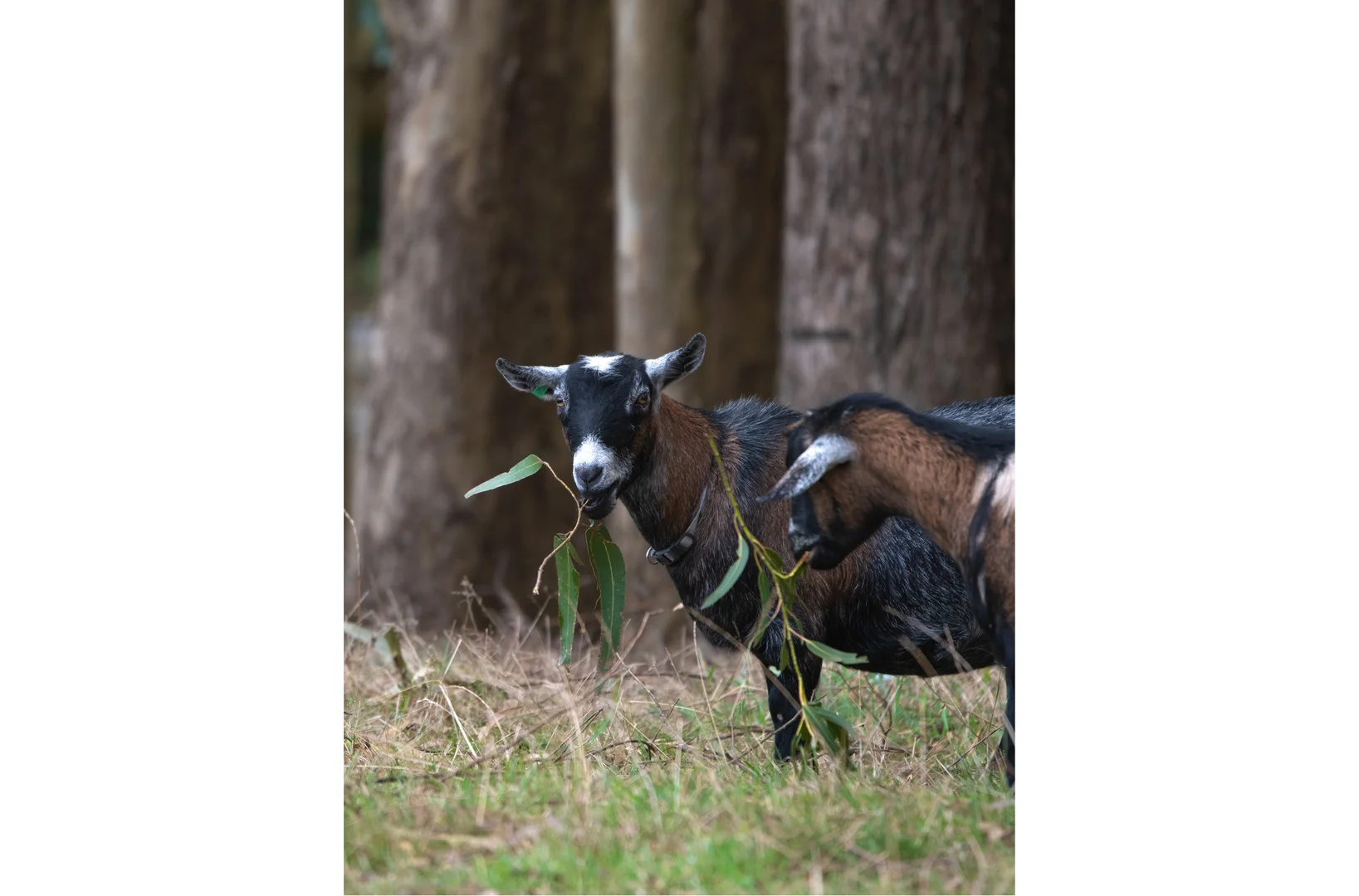 Additional image 27 of Foster VIC 3960