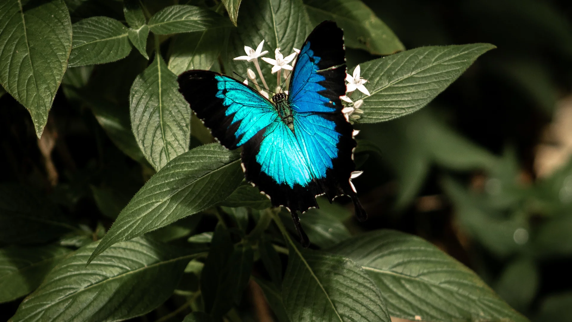 Additional image 14 of 21 Pioneer Street, Bingil Bay QLD 4852