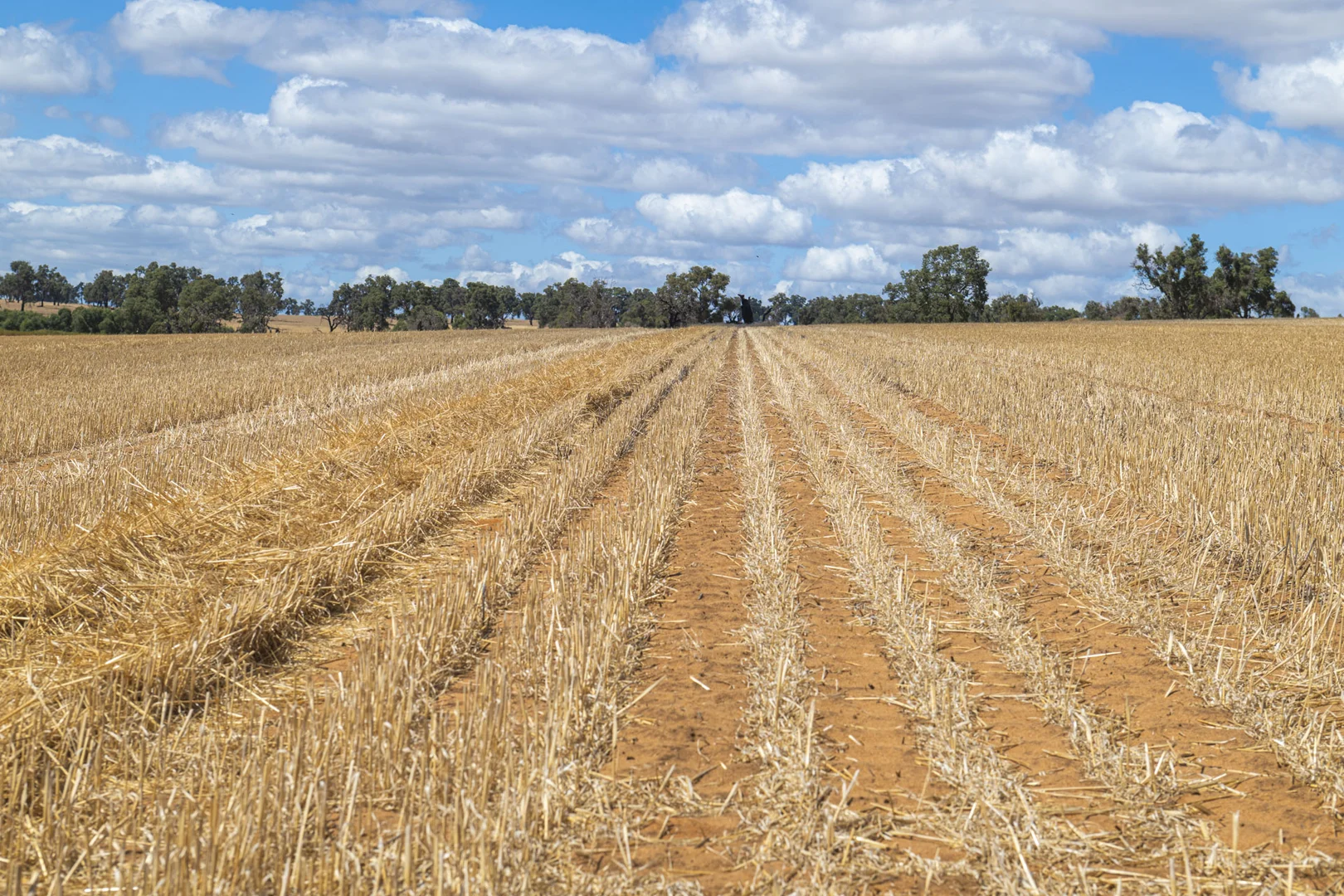 Additional image 4 of 1830 Rowes Road, Dandaragan WA 6507