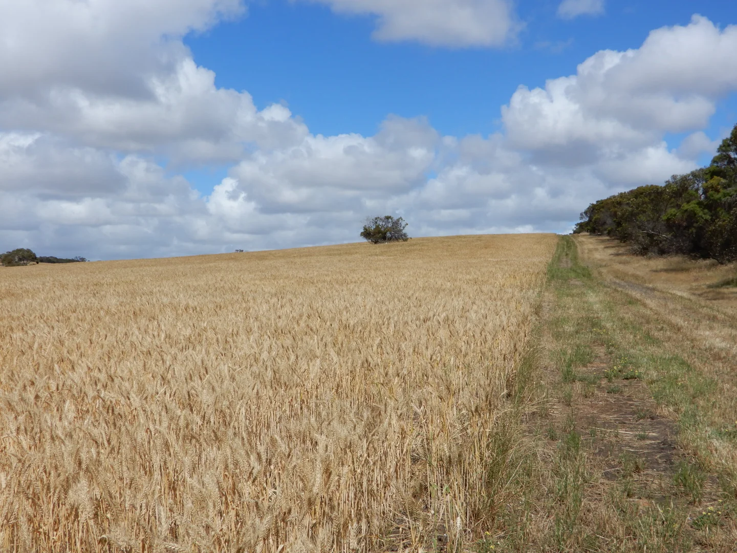 Additional image 6 of 33 Lutze Road, Coonalpyn SA 5265