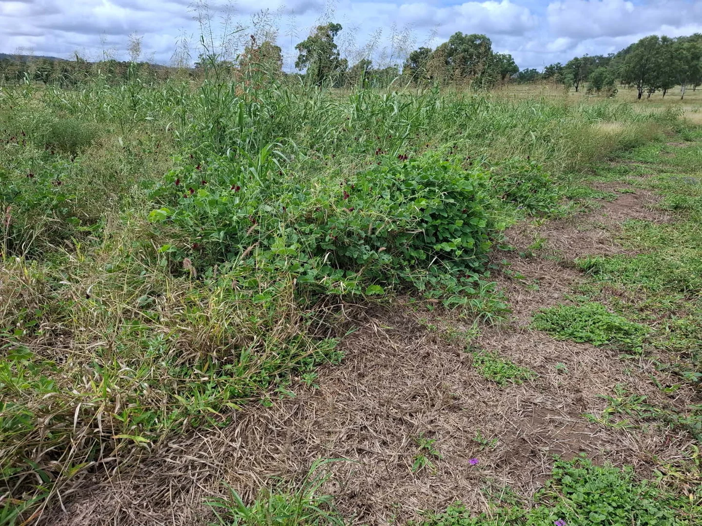 Additional image 25 of 124 Lee Farm Road, Bushley QLD 4702