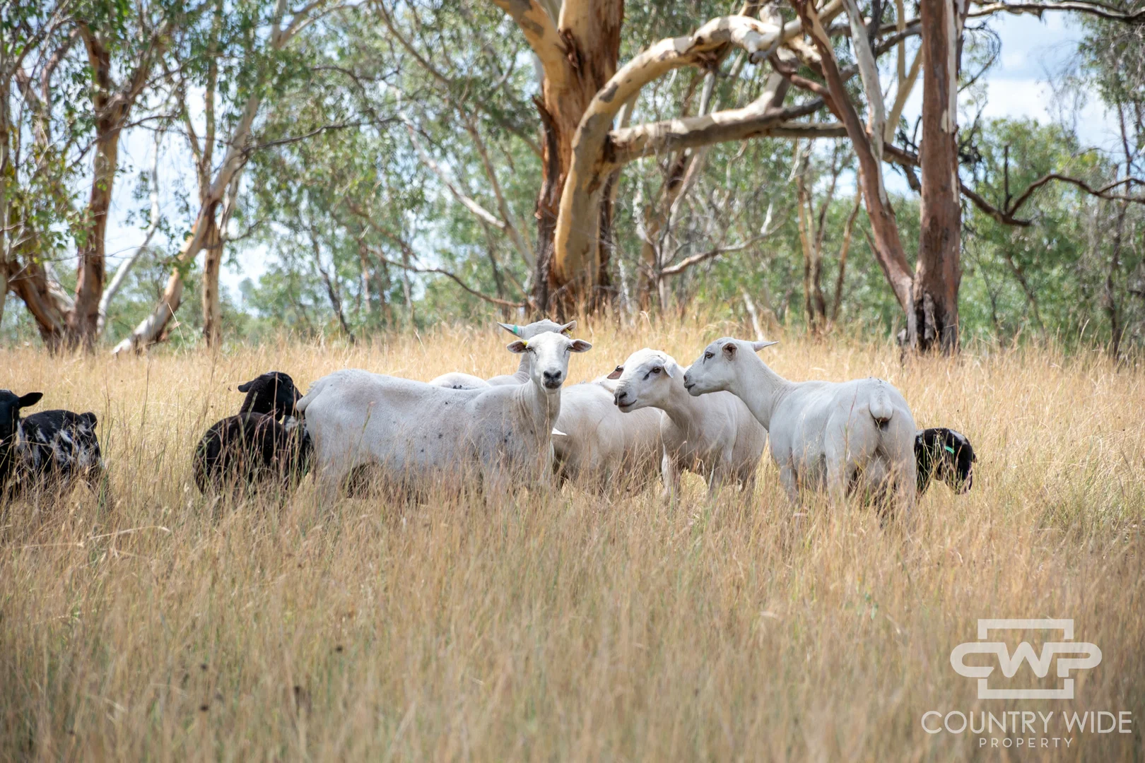 Additional image 4 of 1975 Nullamanna Road, Inverell NSW 2360