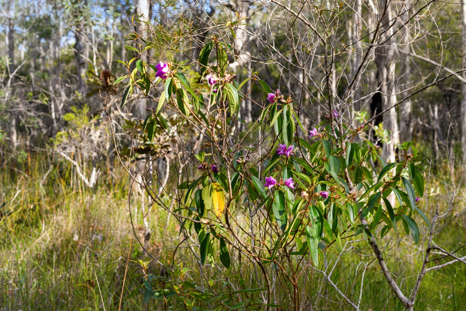 Additional image 14 of 40 Lakewood Drive, Peregian Beach QLD 4573