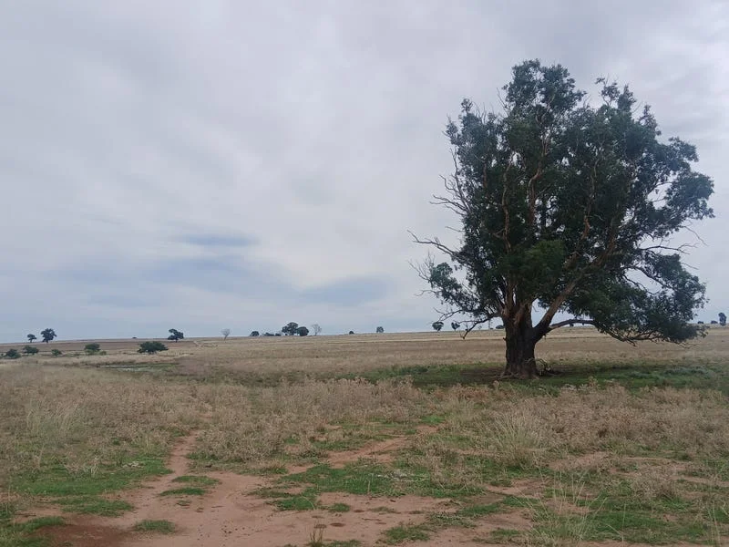 Additional image 30 of Tooraweenah NSW 2817