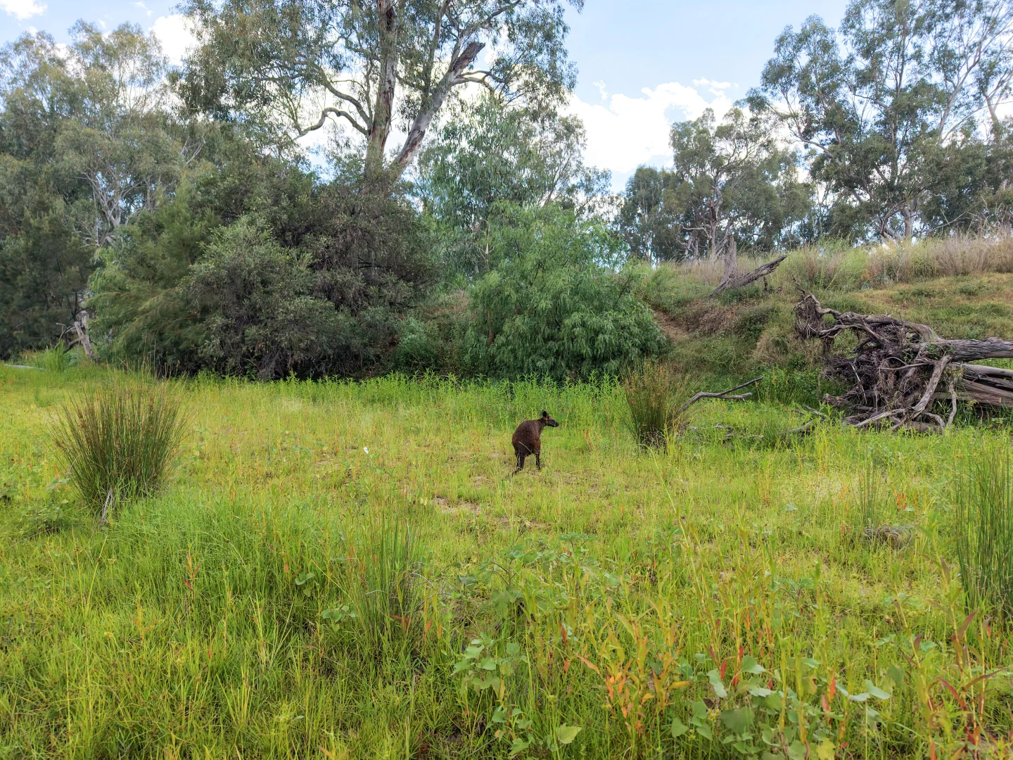 Additional image 8 of Lot 21 Gibraltar Road, Tenterfield NSW 2372