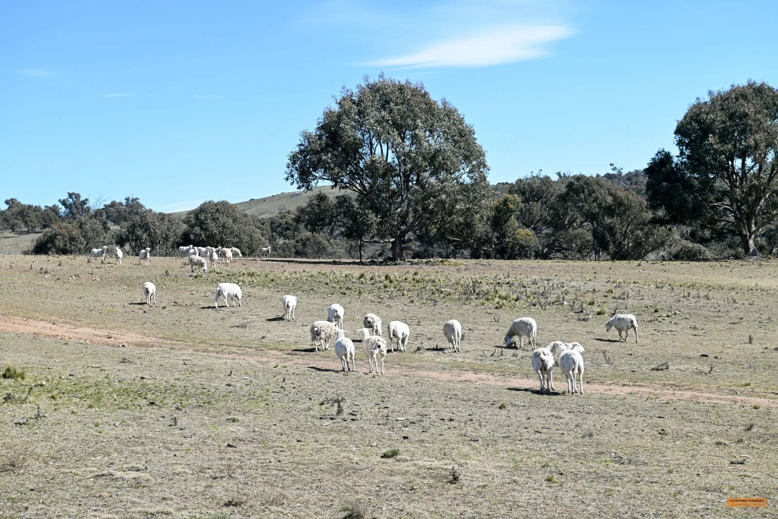 Additional image 32 of "The Top Paddock" Bairds Crossing Road, Dalgety NSW 2628