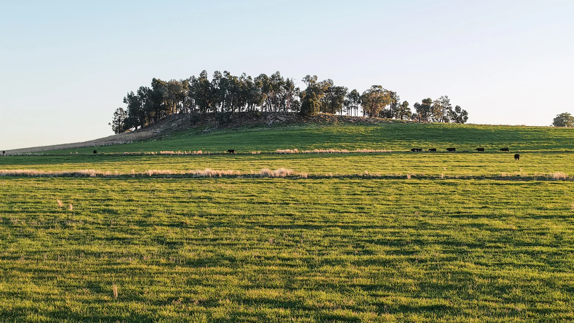 Additional image 10 of 38 Tallawonga Road, Elong Elong NSW 2831