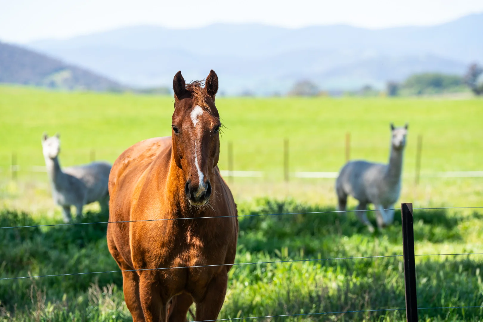 Additional image 27 of 129 Baileys Road, Cudgewa VIC 3705