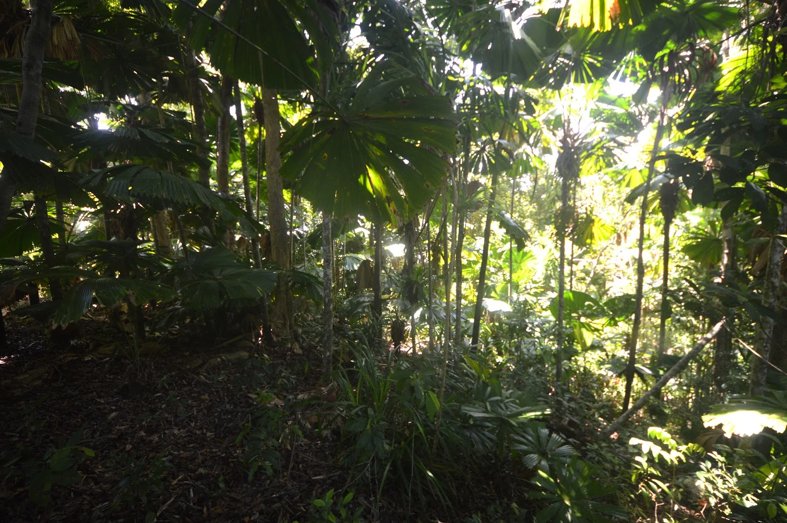 Additional image 9 of 51 Waterfall Place, Jubilee Heights QLD 4860