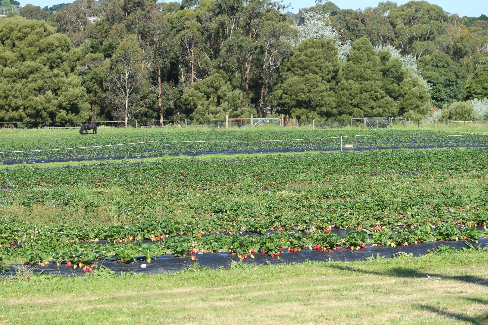 Additional image 14 of 28-30 Timboon-Curdievale Road, Timboon VIC 3268