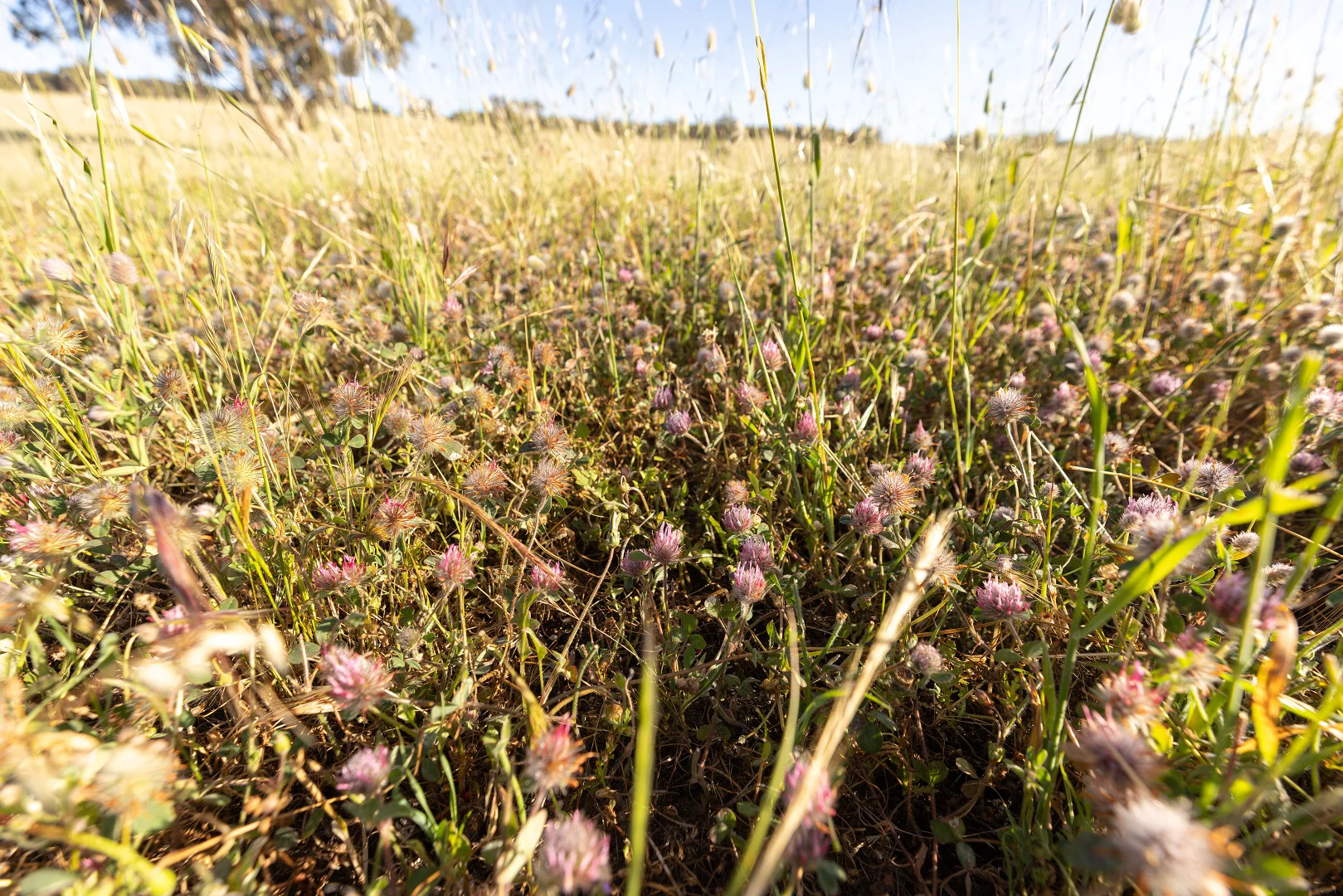 Additional image 11 of 1112 Minnie Crowe Road, Avenue Range SA 5273