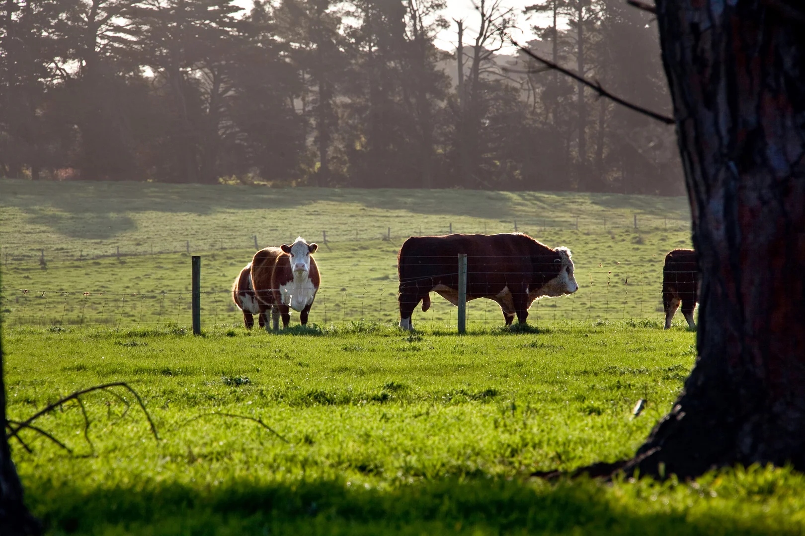 Additional image 20 of 271 Mornington Tyabb Road, Moorooduc VIC 3933