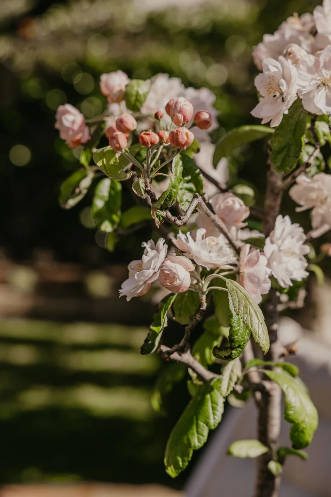 Additional image 40 of 17 Gipps Street, Port Fairy VIC 3284