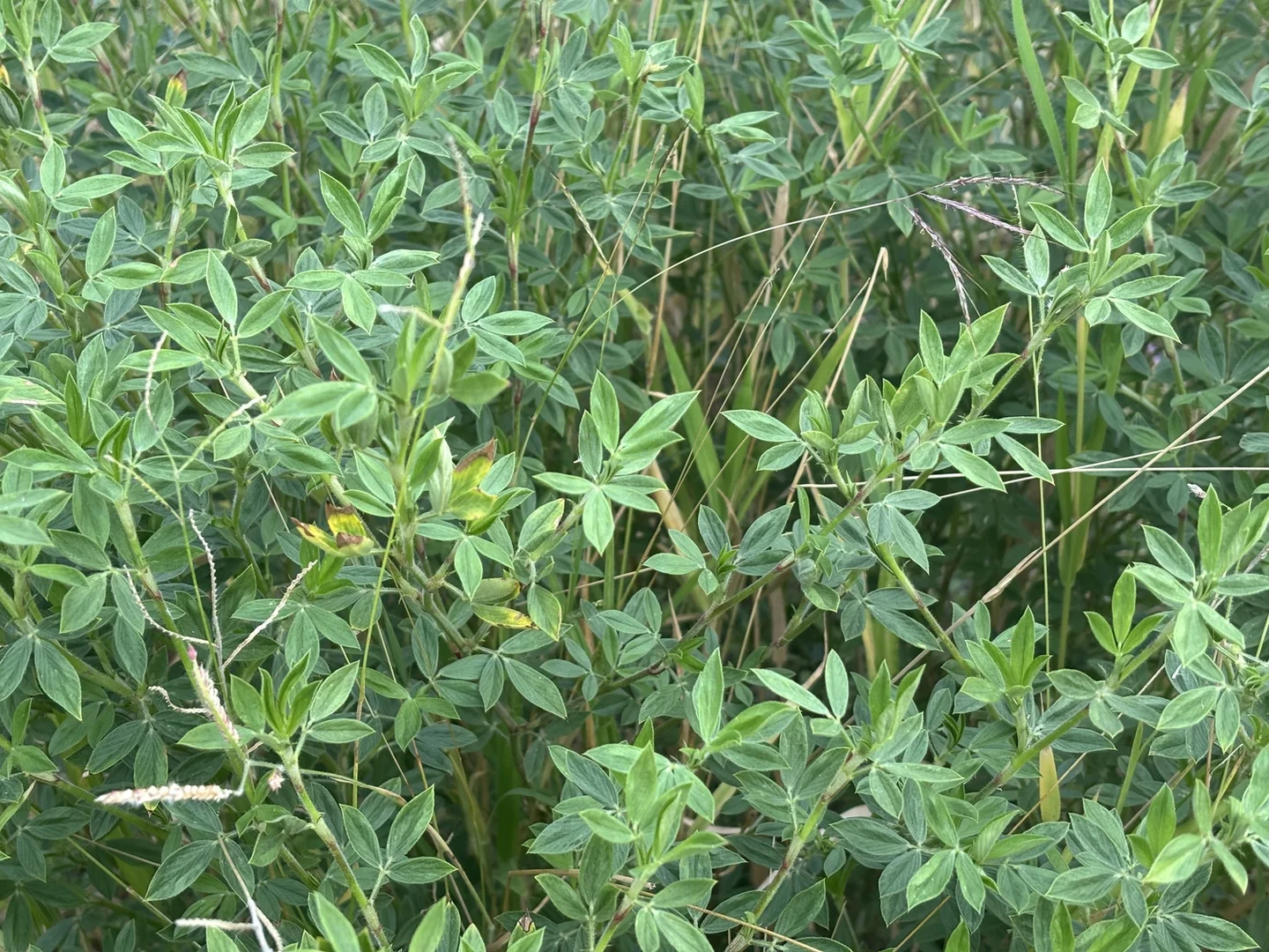 Additional image 32 of 124 Lee Farm Road, Bushley QLD 4702