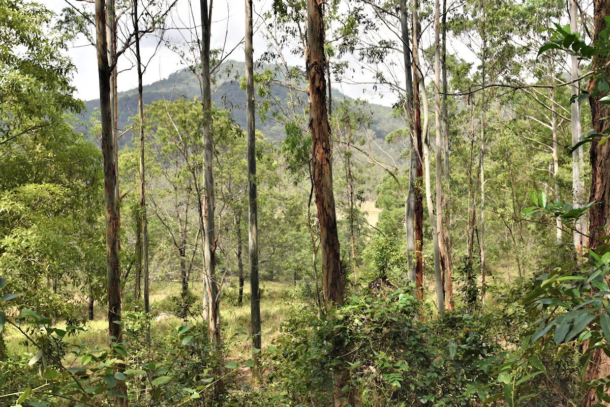 Additional image 7 of 1670 Watagan Creek Road, Watagan NSW 2325