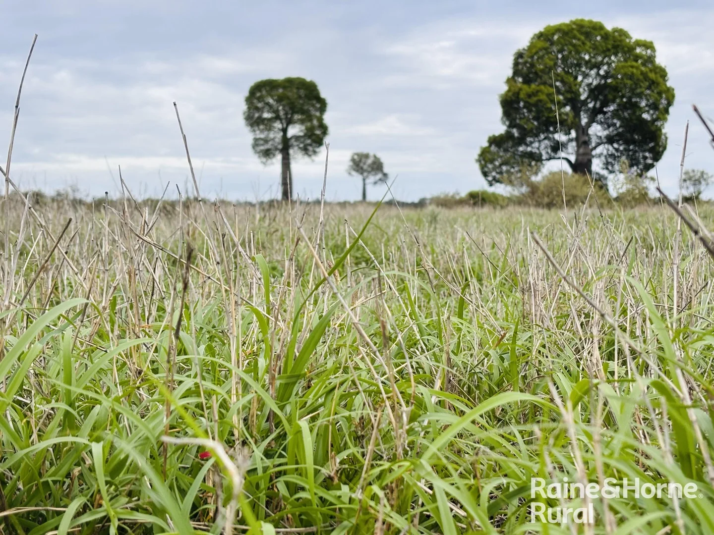 1148 Nalpa Downs Road, Mitchell QLD 4465