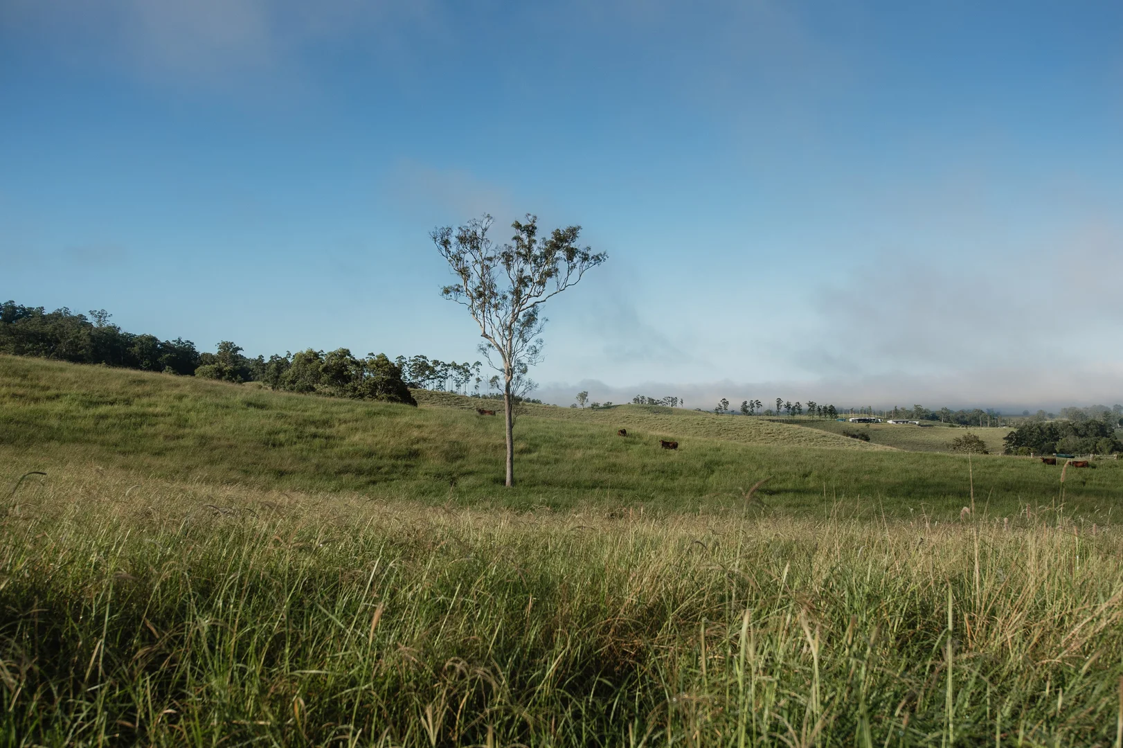Additional image 6 of Lynches Creek Road, Wiangaree NSW 2474