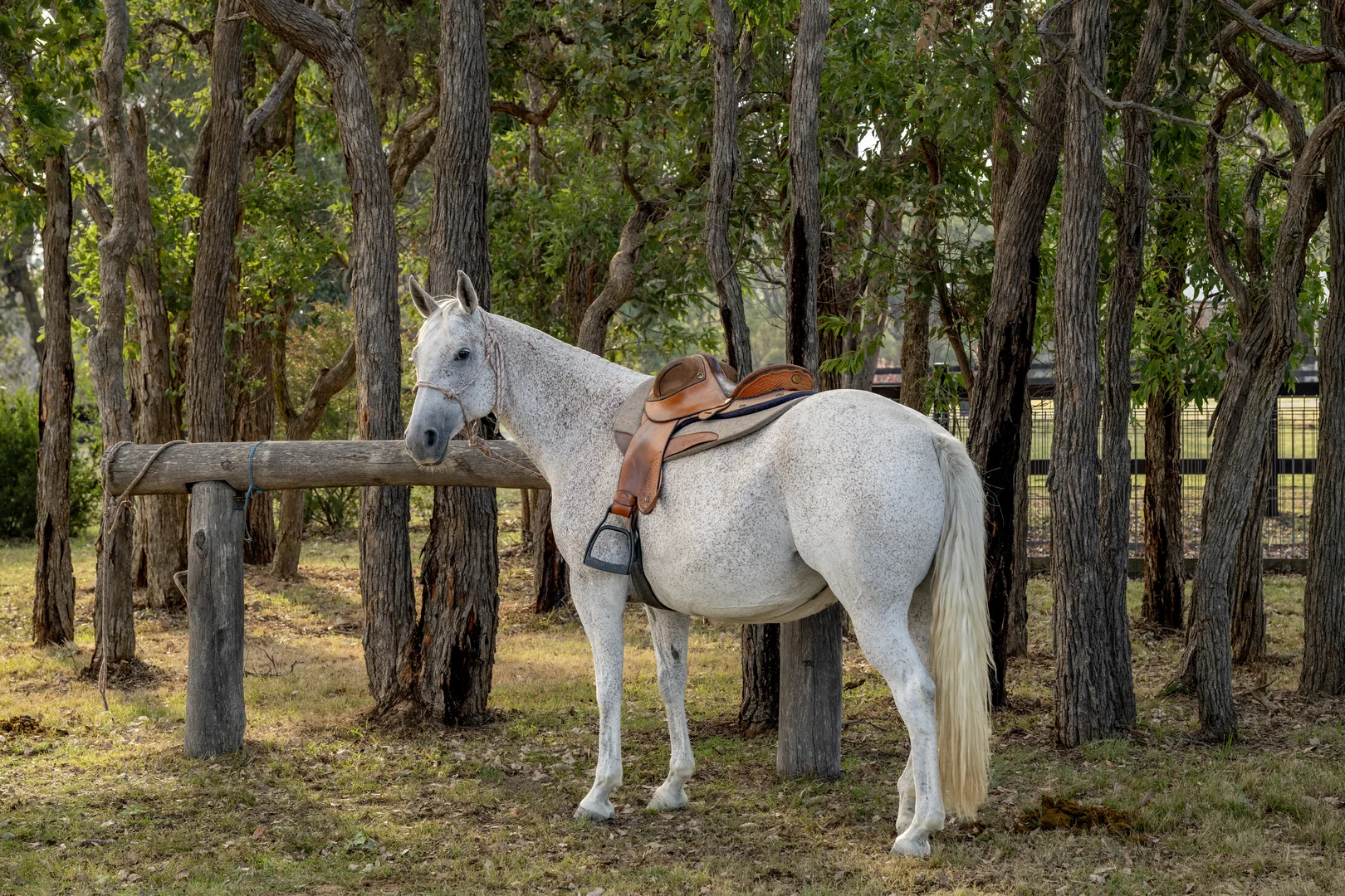 Additional image 18 of 1166 New England Highway, Tenterfield NSW 2372