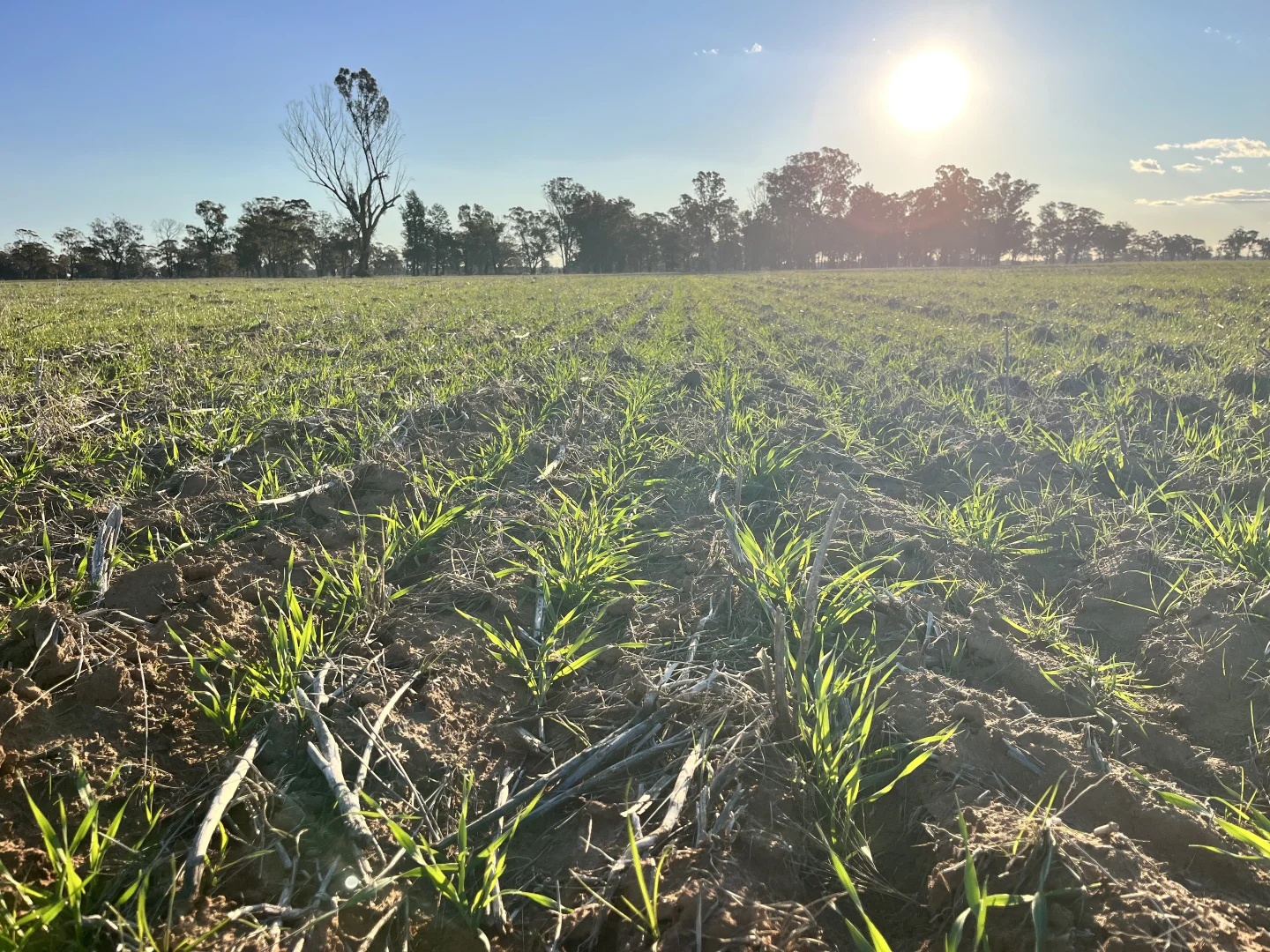 Additional image 5 of 1745 Bimbi Caragabal Road, Bimbi NSW 2810