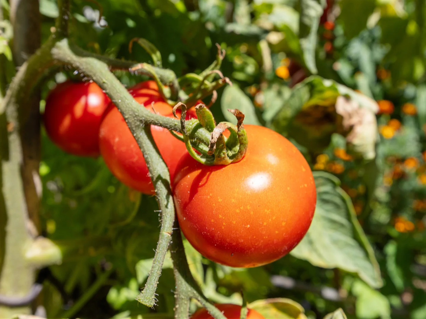 Additional image 33 of 13 Green Lane, Willunga South SA 5172