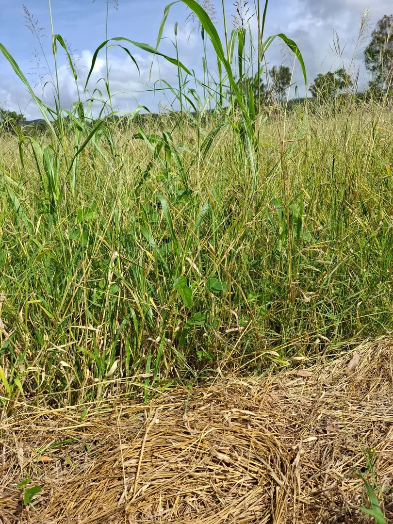 Additional image 29 of 124 Lee Farm Road, Bushley QLD 4702