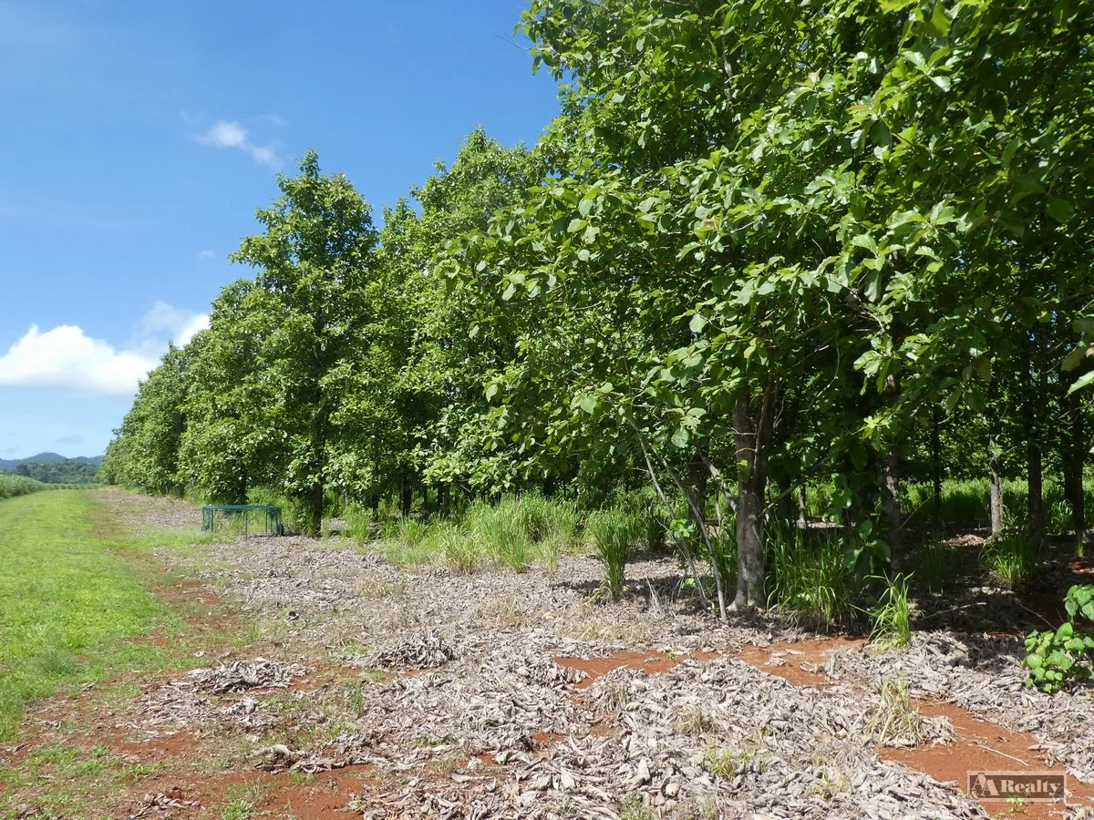 Additional image 14 of L 18 Camarlinghi Road, Daradgee QLD 4860