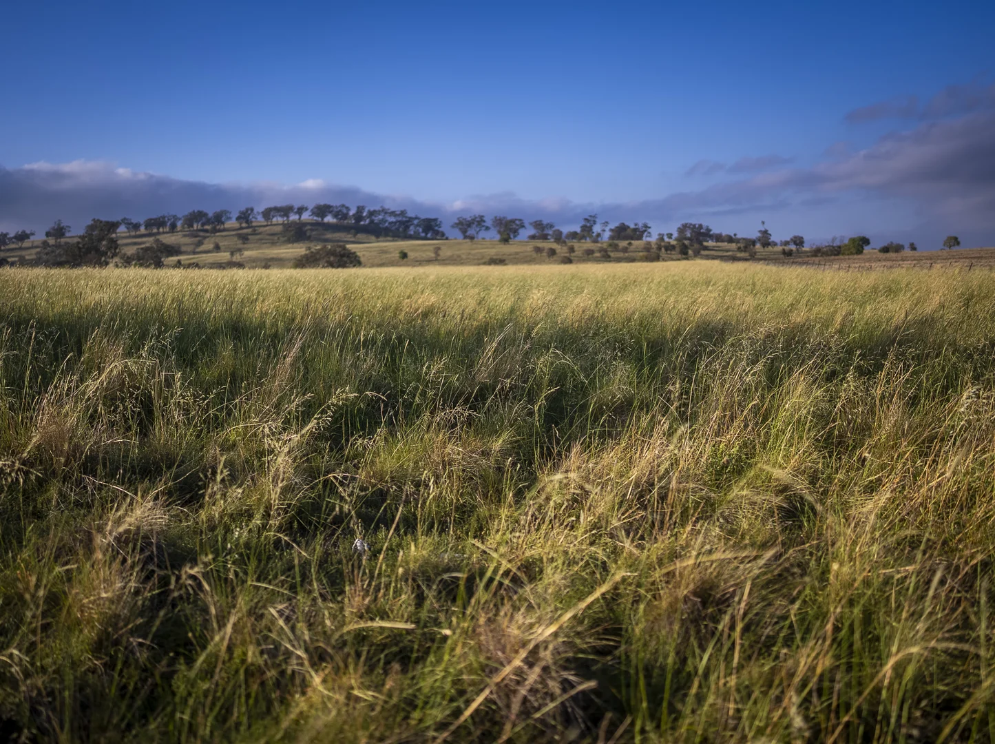 Additional image 25 of 'Mountainside' 250 Mountain Side Road, Coolah NSW 2843