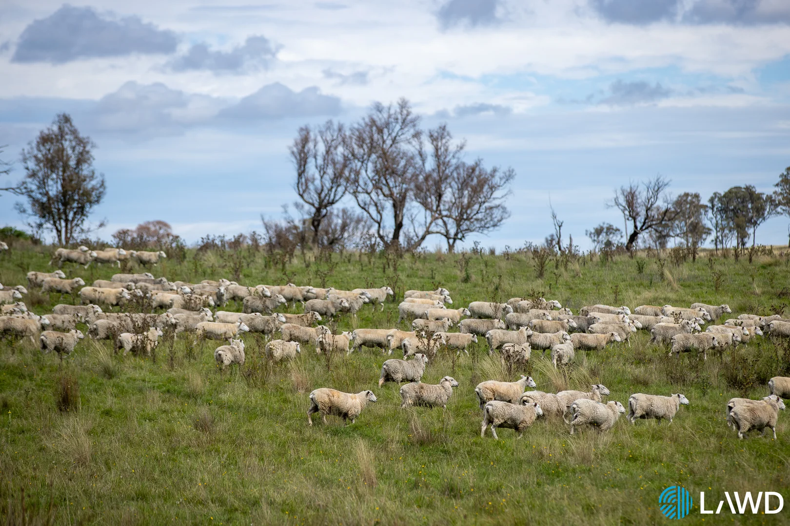 Additional image 19 of Alora-Mia Kellys Road, Armidale NSW 2350