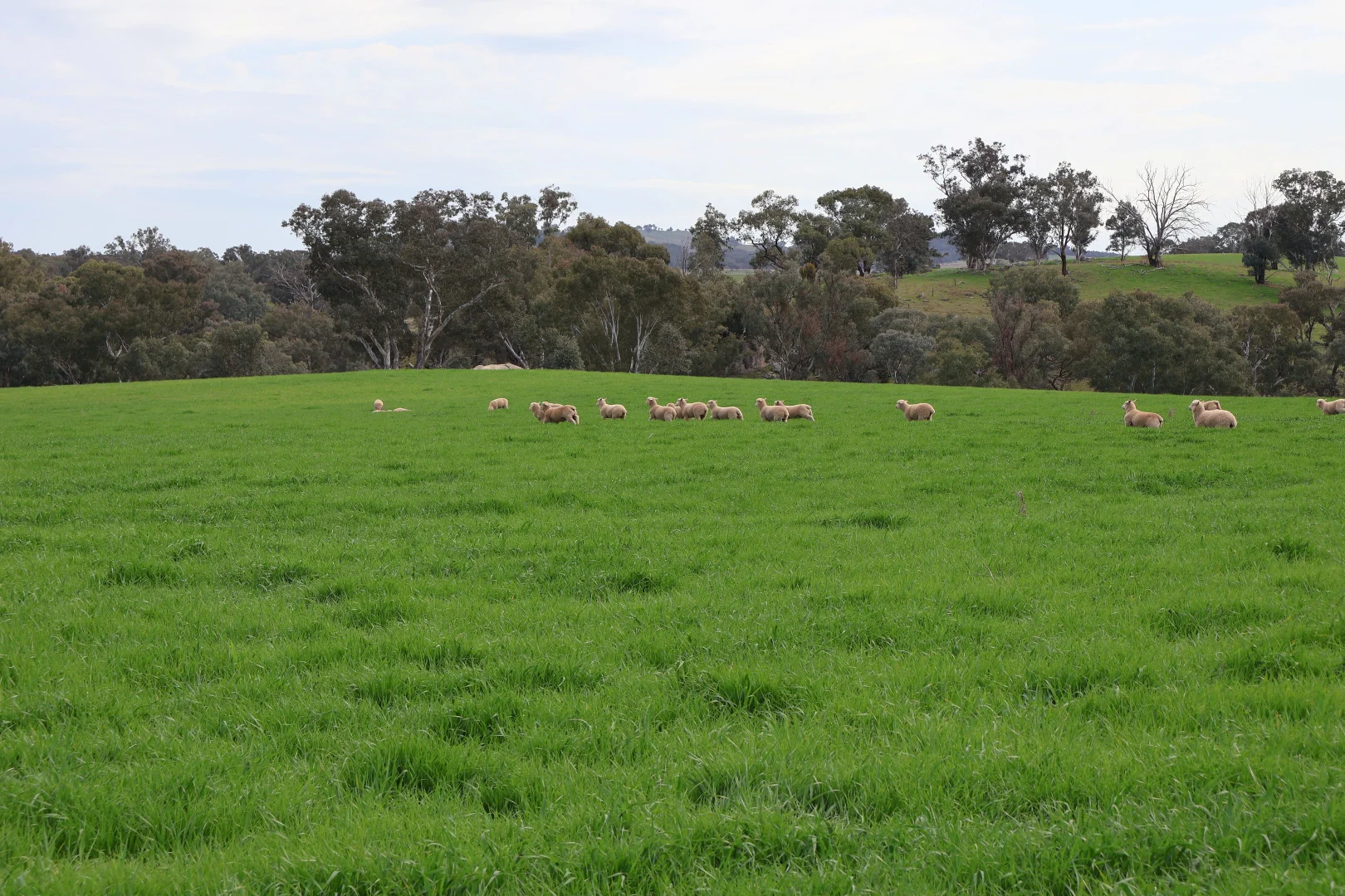 Additional image 10 of Dicksons, 0 Bennett Springs Road, Cowra NSW 2794