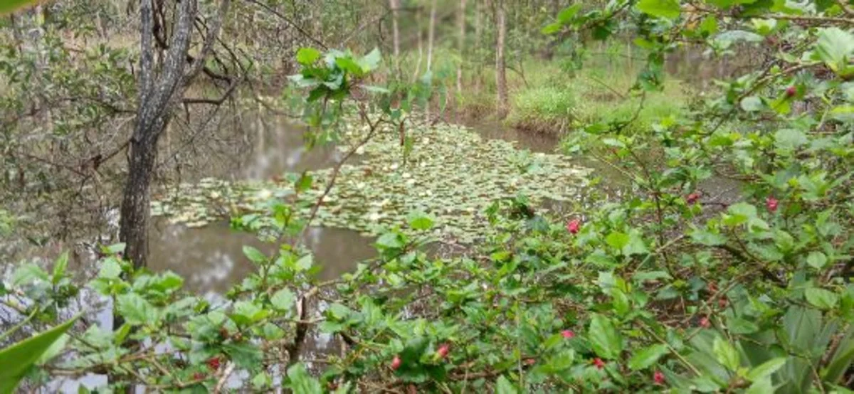 Additional image 3 of 1 Top End Mines Road, Torbanlea QLD 4662