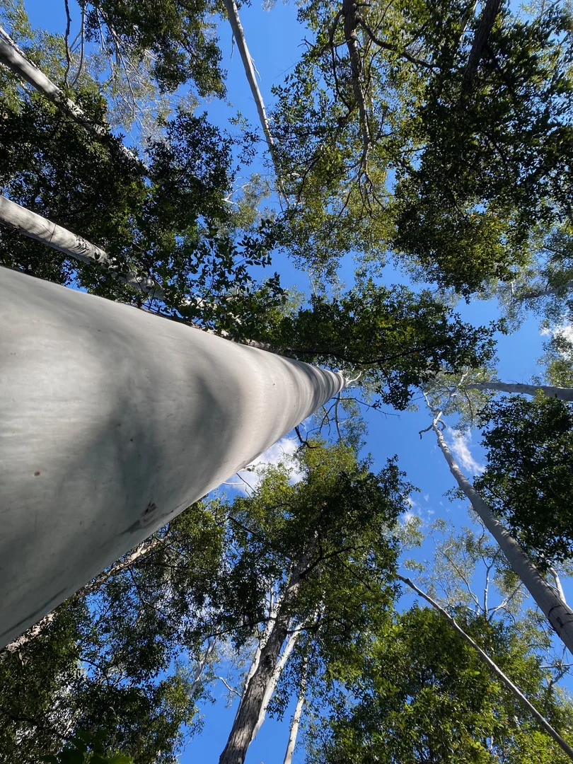 Additional image 5 of 427 Shaws Road, Hollisdale NSW 2446