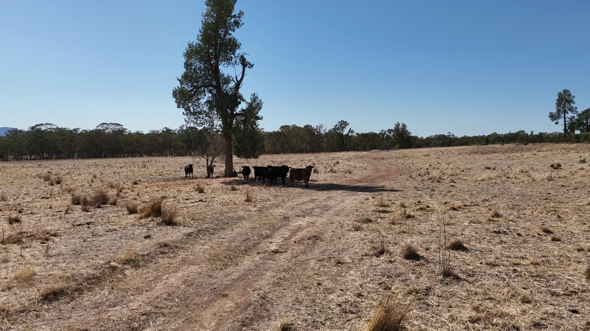 Additional image 7 of 40 Cooks Hill Lane, Alectown NSW 2870
