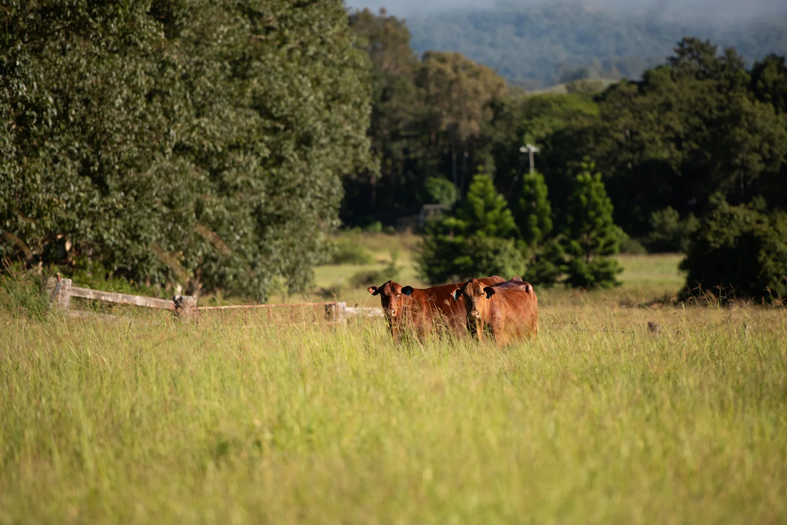 Additional image 14 of Lynches Creek Road, Wiangaree NSW 2474
