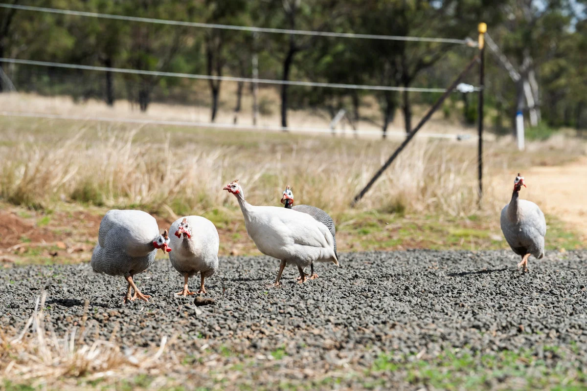 Additional image 26 of 38/262 Hendrie Road, Upper Pilton QLD 4361