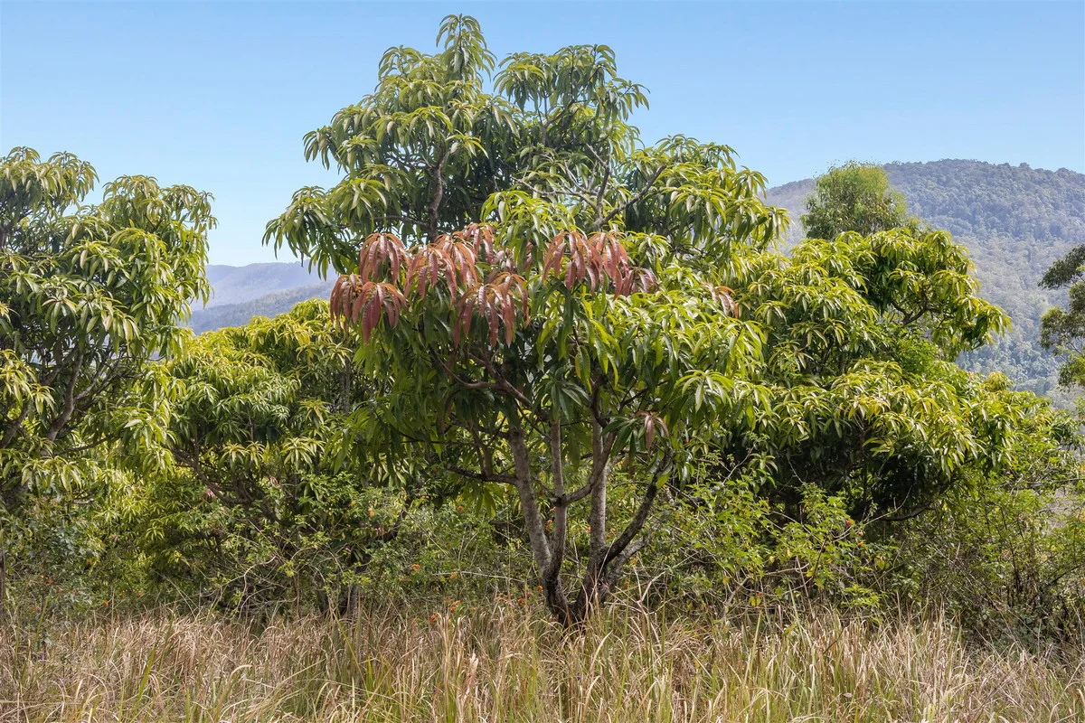 Additional image 14 of 376 Findon Creek Road, Findon Creek NSW 2474