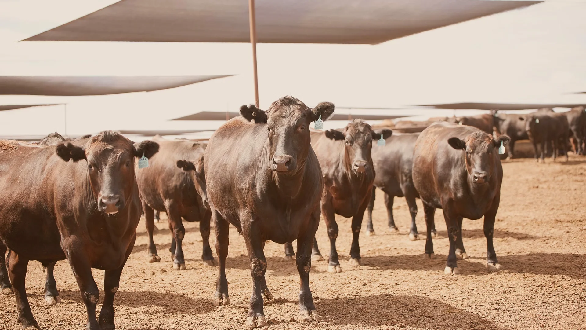 Additional image 7 of 91 Mort Street, Toowoomba City QLD 4350