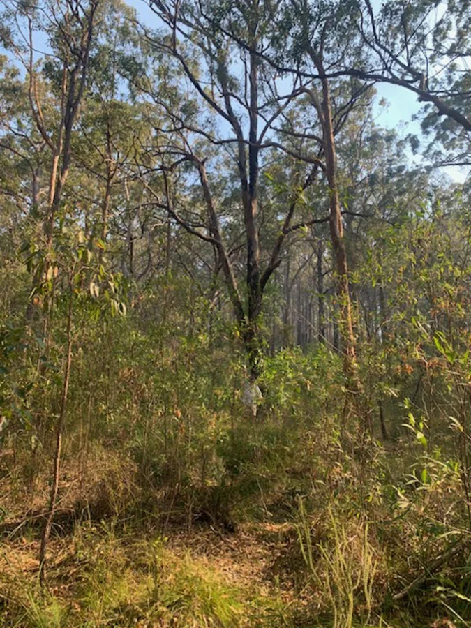 Additional image 9 of Lot 759 DP 13400 (10) City Crescent, North Arm Cove NSW 2324