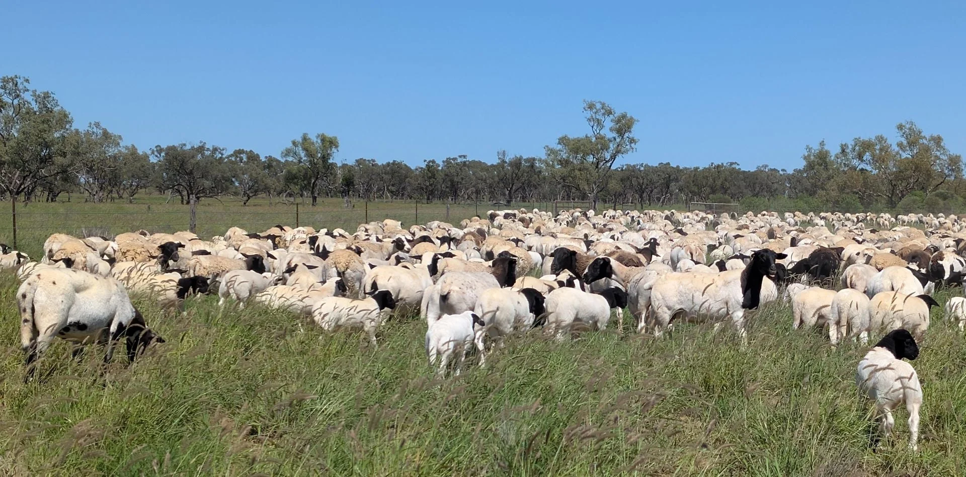 Additional image 17 of 1970 Saltern Creek Road, Barcaldine QLD 4725
