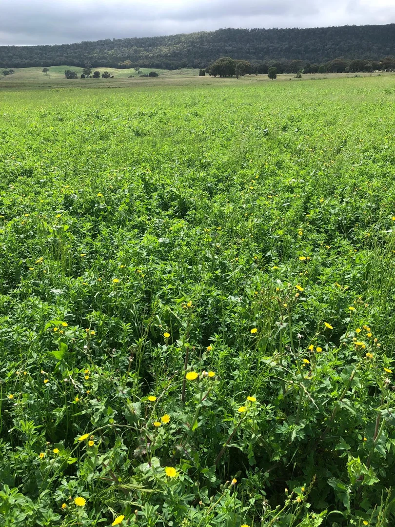 Additional image 8 of Address Via Request Road, Grenfell NSW 2810