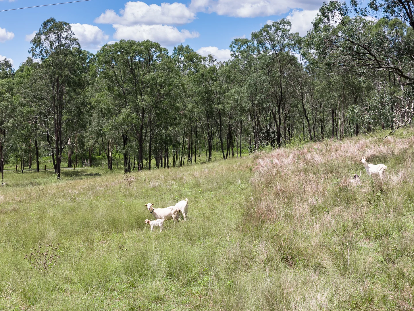 Additional image 19 of 1417 Murphys Creek Road, Murphys Creek QLD 4352