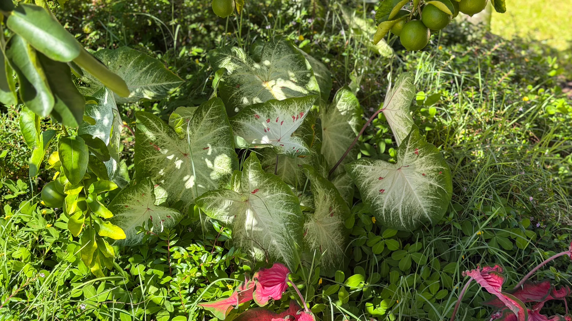 Additional image 30 of 25 Kent Cl, Mission Beach QLD 4852