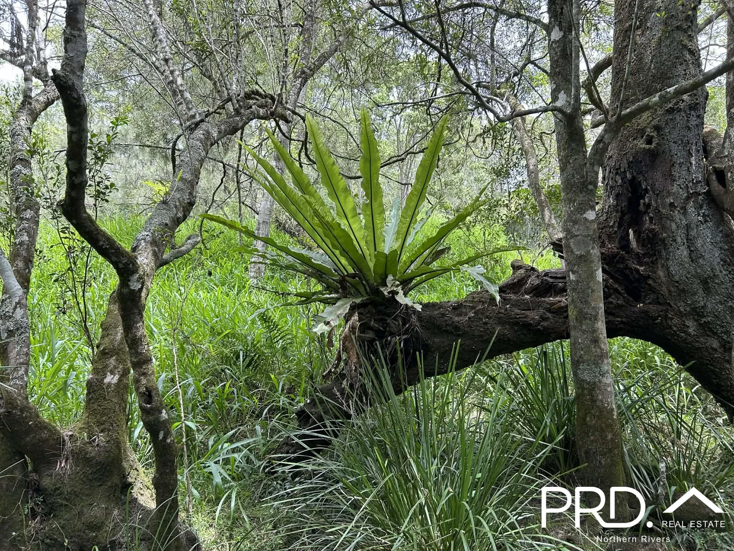 Additional image 7 of 130 Homeleigh Road, Homeleigh NSW 2474