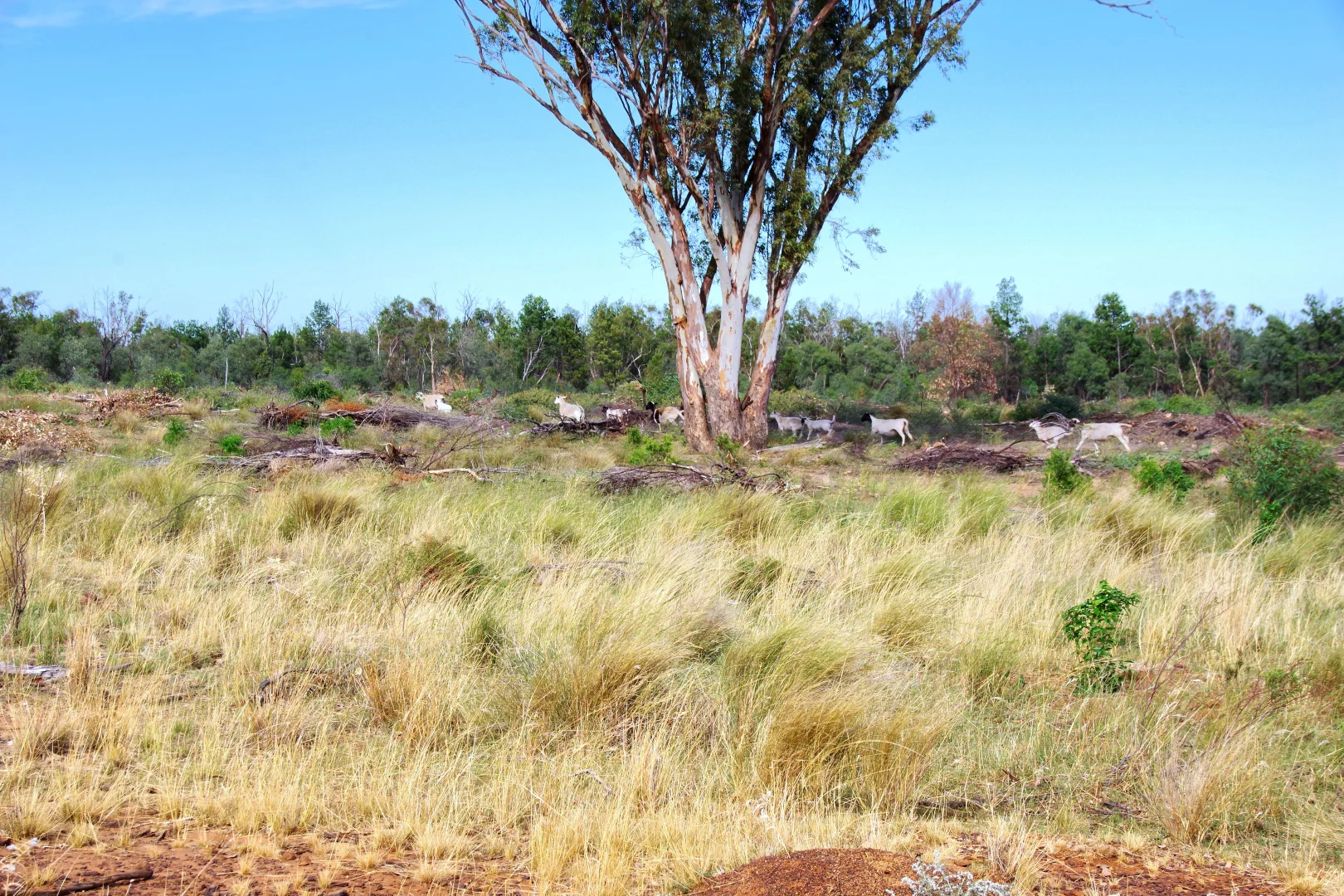 Additional image 32 of 2381. Killarney Gap Road, Narrabri NSW 2390