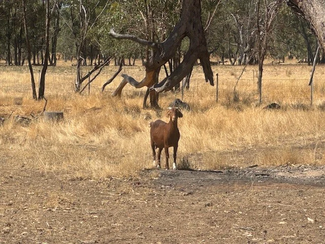 Additional image 7 of 43 Doggerts Lane, Wedderburn VIC 3518