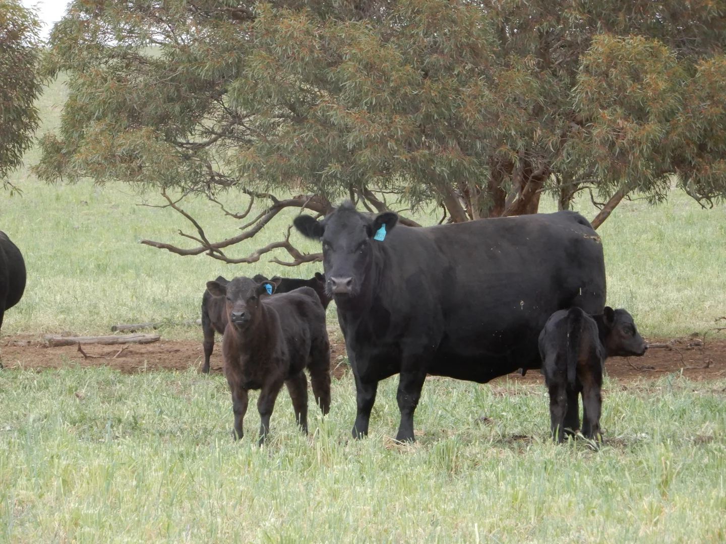 Additional image 16 of 1481 Parrakie North Road, Lameroo SA 5302